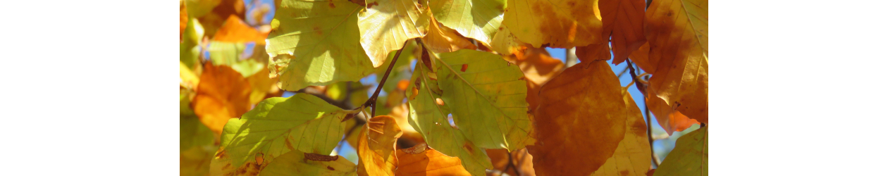 FERIELUKKET 13/10 - 19/10. 